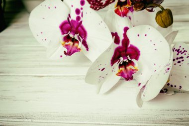 Ahşap arka plan üzerinde orkide