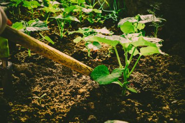 Bahçede sebze yetiştiriyorum.
