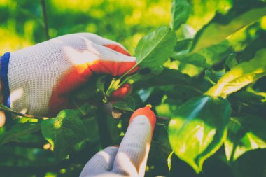 Bahçe Kur ve Sebze Bahçesi