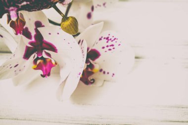 Ahşap arka plan üzerinde orkide