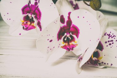 Ahşap arka plan üzerinde orkide