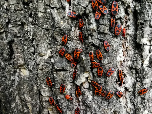 木の樹皮の赤いカブトムシ — ストック写真