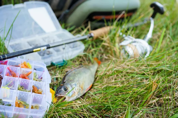 Koncept rybolovu: náčiní, rybářský prut, ryby na trávě — Stock fotografie