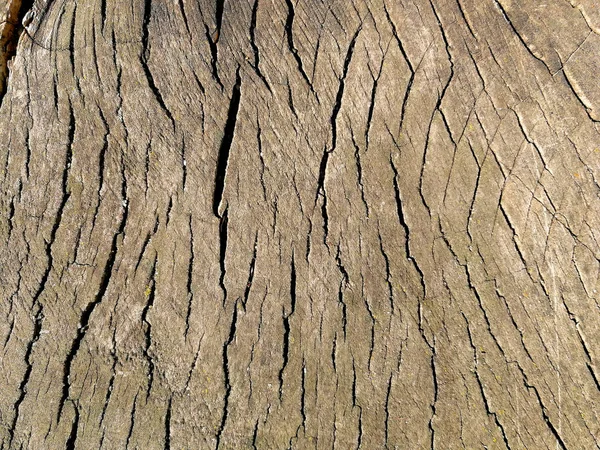 Řez texturu dřeva — Stock fotografie