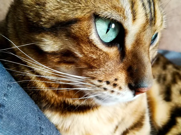 Schöne Bengalikatze mit großen Augen — Stockfoto