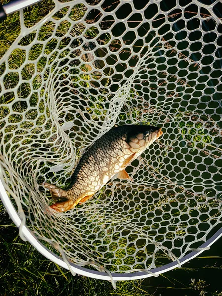 Atrapado una carpa — Foto de Stock