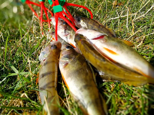 Många fångade fisk på ett gäng — Stockfoto