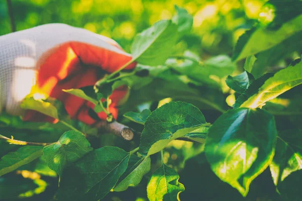Werben um Garten und Gemüsegarten — Stockfoto