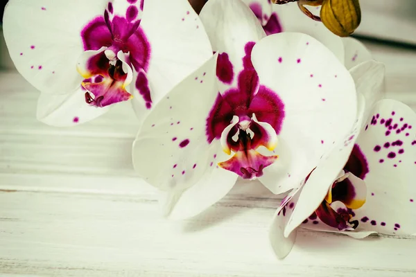 Орхидеи на деревянном фоне — стоковое фото