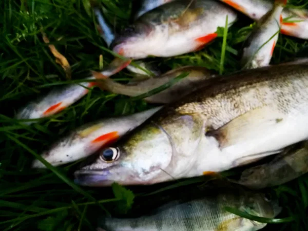 Спіймана риба на траві — стокове фото