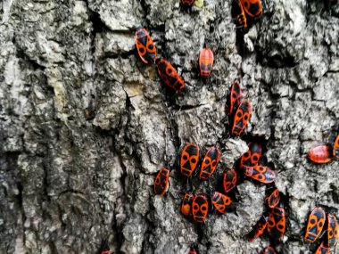 Bir ağacın kabuğu üzerinde kırmızı böcekler