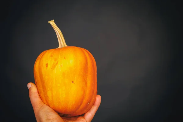 Zucca in mano — Foto Stock