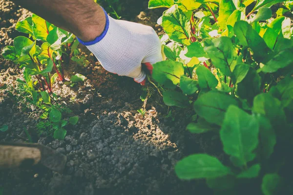 Pflege und Pflege für Garten und Gemüse — Stockfoto