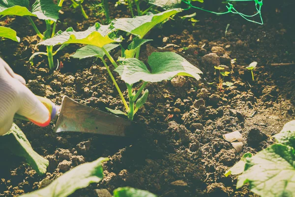 Growing vegetables in the garden — Stock Photo, Image