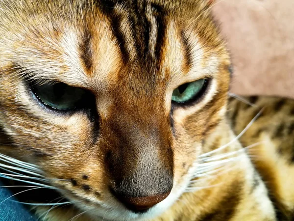 Belo gato bengali com olhos grandes — Fotografia de Stock