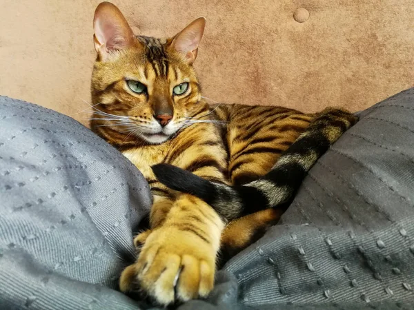 Hermoso gato bengalí con grandes ojos —  Fotos de Stock