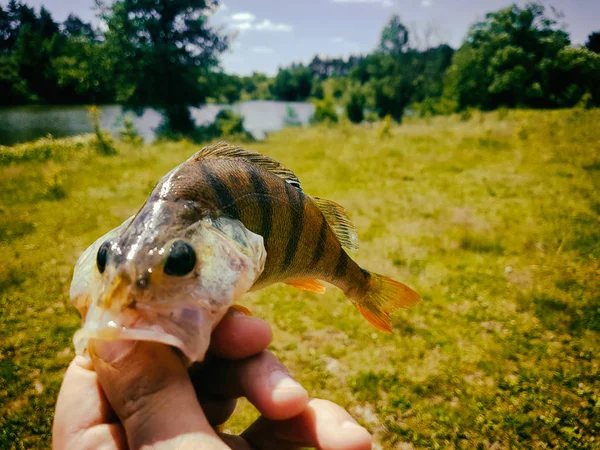 Caught fish in the hand of a fisherman — Stock Photo, Image