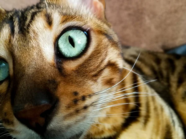 Wielki Kot Bengal z światło zielone oczy — Zdjęcie stockowe