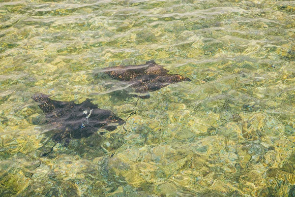 Due razze nuotano nel mare — Foto Stock