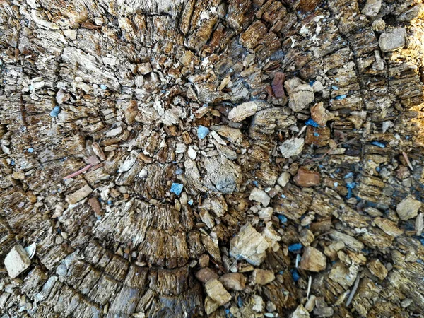 Old stump top view — Stock Photo, Image