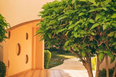 tatil evinde evin yakınındaki ağaçlar