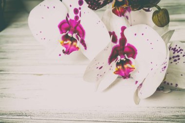 Ahşap arka plan üzerinde orkide