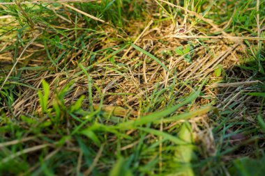 yeşil çimenlerin arkaplanı