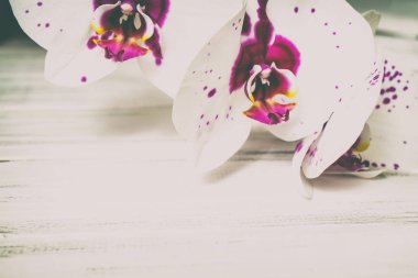 Ahşap arka plan üzerinde orkide