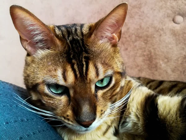 Hermoso gato bengalí con grandes ojos — Foto de Stock