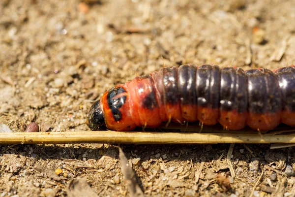 Small red caterpillar — Stock Photo, Image