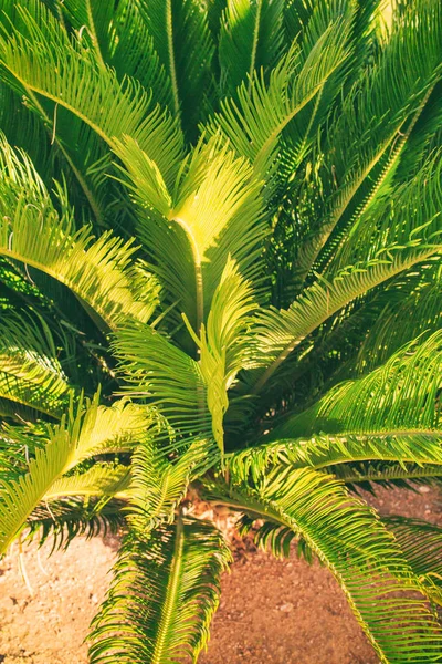 Palm verlaat — Stockfoto