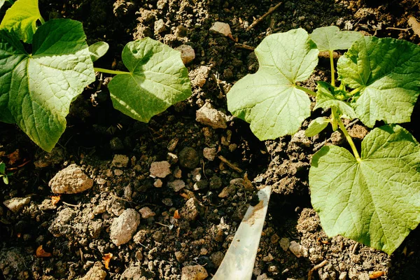 Cultivo de verduras, cuidado das camas — Fotografia de Stock