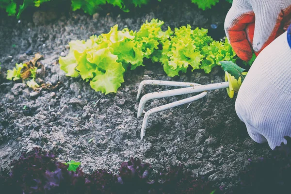 Berkebun, menanam rumput liar. Berkebun . — Stok Foto