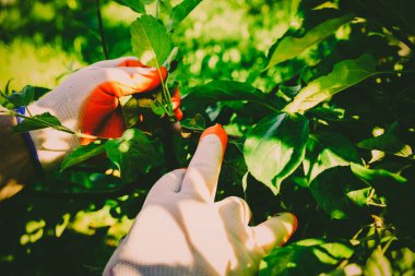 Bahçe Kur ve Sebze Bahçesi