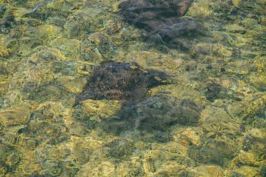 iki vatoz denizde yüzer