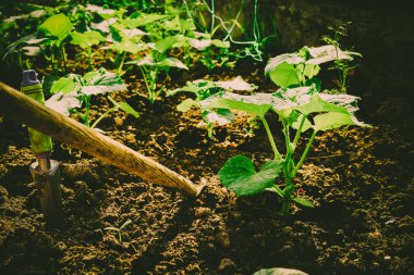 Bahçede sebze yetiştiriyorum.
