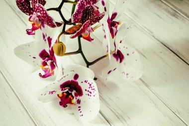 Ahşap arka plan üzerinde orkide