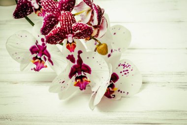Ahşap arka plan üzerinde orkide