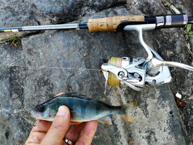 balıkçı yem için küçük bir balık yakaladı