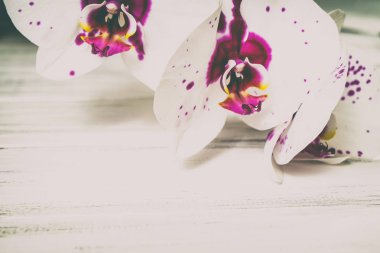 Ahşap arka plan üzerinde orkide