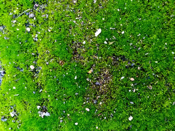 Musgo verde perto — Fotografia de Stock