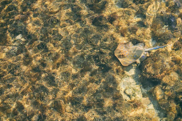 Малый скат в чистой воде — стоковое фото