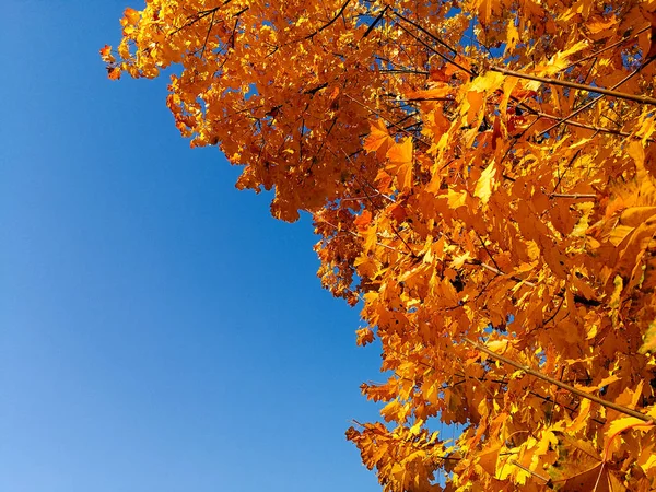 Bellissimo acero giallo. Autunno — Foto Stock