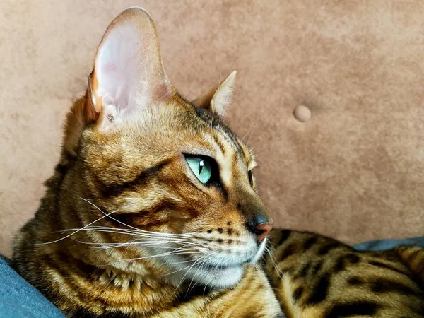 Big Bengal cat with light green eyes — Stock Photo, Image