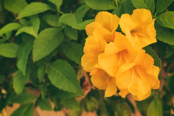 Gula blommor med gröna blad nära — Stockfoto