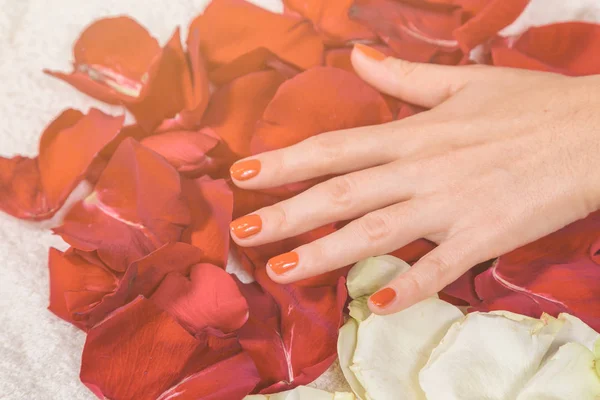 玫瑰花瓣上带有红色指甲的手 — 图库照片