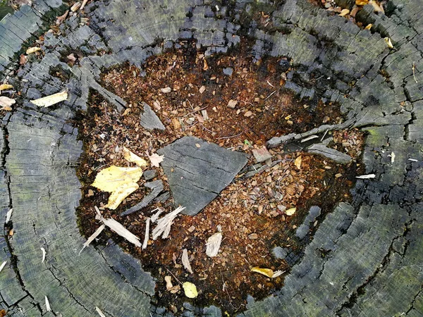 Decayed stump top view — Stock Photo, Image
