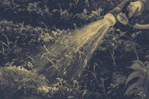 庭の水やり — ストック写真