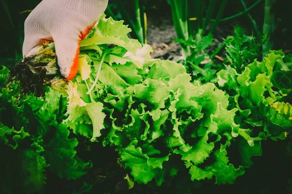 Gardening, weeding weeds. Gardening. — Stock Photo, Image