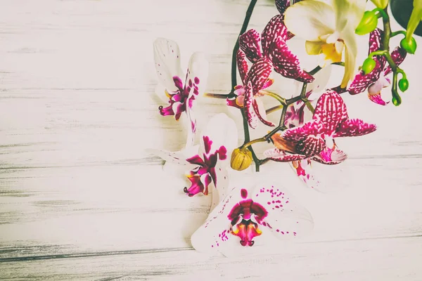Mooie bloemen op een houten witte achtergrond — Stockfoto